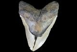 Bargain, Fossil Megalodon Tooth - Monster Tooth #86504-1